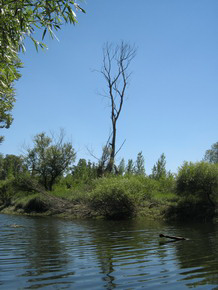 Kulcsodi ag